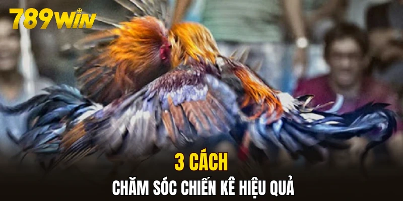 3 cách chăm sóc chiến kê hiệu quả