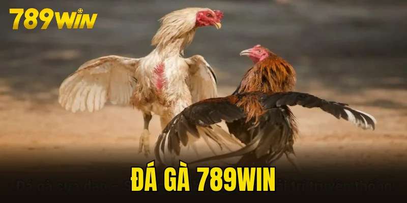 Đá gà 789WIN