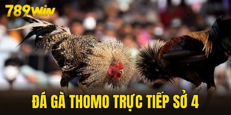 đá gà Thomo trực tiếp sở 4