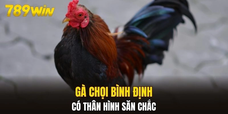 Gà chọi Bình Định có thân hình săn chắc