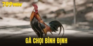 gà chọi Bình Định