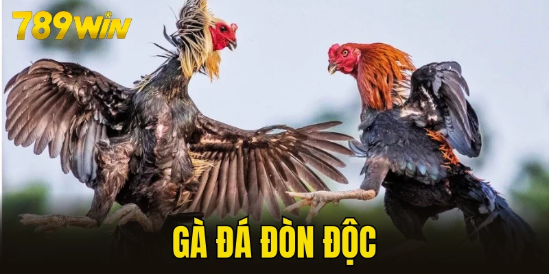 gà đá đòn độc