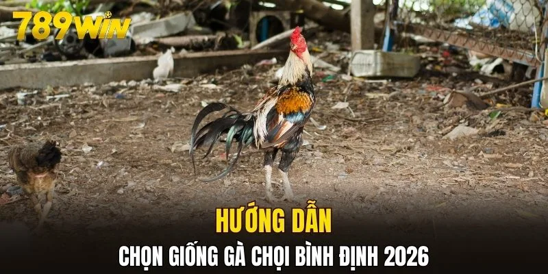 Hướng dẫn chọn giống gà chọi Bình Định 2026