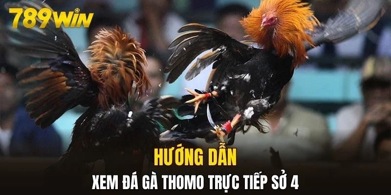 Hướng dẫn xem đá gà Thomo trực tiếp sở 4