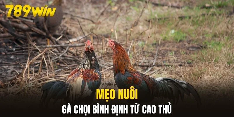 Mẹo nuôi gà chọi Bình Định từ cao thủ