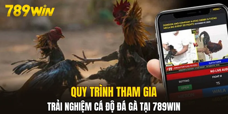 Quy trình tham gia trải nghiệm cá độ đá gà tại 789WIN