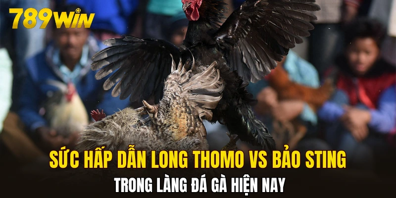 Sức hấp dẫn Long Thomo vs Bảo Sting trong làng đá gà