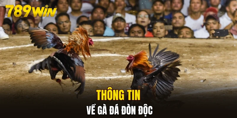 Thông tin về gà đá đòn độc